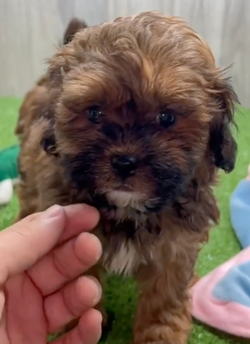 brown shih poo puppy next to a human hand